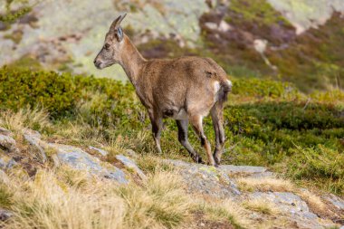 Alp dağ keçisi, Capra dağ keçisi, Alplerde yaşayan Avrupalı keçi türü. Chamonix Mont Blanc yakınlarındaki Alplerde dağ keçisi. Doğal ortamdaki vahşi keçi, Alp arazisindeki memeli vahşi yaşam.