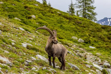 Alp dağ keçisi, Capra dağ keçisi, Alplerde yaşayan Avrupalı keçi türü. Chamonix Mont Blanc yakınlarındaki Alplerde dağ keçisi. Doğal ortamdaki vahşi keçi, Alp arazisindeki memeli vahşi yaşam.