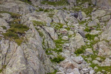 Alp dağ keçisi, Capra dağ keçisi, Alplerde yaşayan Avrupalı keçi türü. Chamonix Mont Blanc yakınlarındaki Alplerde dağ keçisi. Doğal ortamdaki vahşi keçi, Alp arazisindeki memeli vahşi yaşam.