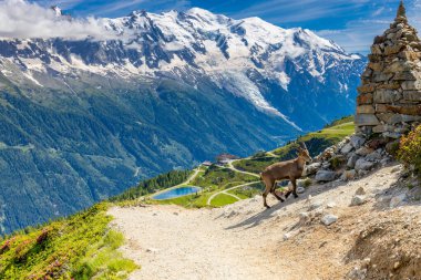 Alp dağ keçisi, Capra dağ keçisi, Alplerde yaşayan Avrupalı keçi türü. Chamonix Mont Blanc yakınlarındaki Alplerde dağ keçisi. Doğal ortamdaki vahşi keçi, Alp arazisindeki memeli vahşi yaşam.