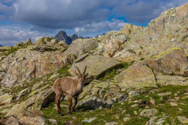 Alp dağ keçisi, Capra dağ keçisi, Alplerde yaşayan Avrupalı keçi türü. Chamonix Mont Blanc yakınlarındaki Alplerde dağ keçisi. Doğal ortamdaki vahşi keçi, Alp arazisindeki memeli vahşi yaşam.