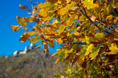 Ağaçta sonbahar sarısı yapraklar var. Sonbahar mevsiminin turuncu ve sarı rengi güneşli bir günde