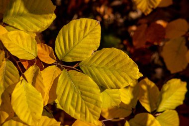 Ağaçta sonbahar sarısı yapraklar var. Sonbahar mevsiminin turuncu ve sarı rengi güneşli bir günde