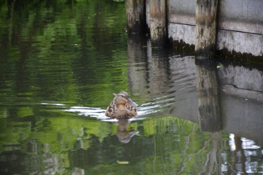 Bu büyüleyici görüntü, Almanya 'nın pitoresk bir bölgesi olan Lubbenau / Spreewald' ın dingin güzelliğini yansıtıyor. Fotoğrafta yemyeşil sularda salınan sakin bir kanal var. Geleneksel tekneler suyun üzerinde nazikçe yüzüyor. Yoğun orman