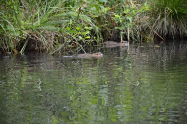 Bu büyüleyici görüntü, Almanya 'nın pitoresk bir bölgesi olan Lubbenau / Spreewald' ın dingin güzelliğini yansıtıyor. Fotoğrafta yemyeşil sularda salınan sakin bir kanal var. Geleneksel tekneler suyun üzerinde nazikçe yüzüyor. Yoğun orman