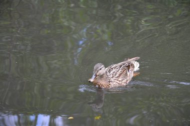 Bu büyüleyici görüntü, Almanya 'nın pitoresk bir bölgesi olan Lubbenau / Spreewald' ın dingin güzelliğini yansıtıyor. Fotoğrafta yemyeşil sularda salınan sakin bir kanal var. Geleneksel tekneler suyun üzerinde nazikçe yüzüyor. Yoğun orman