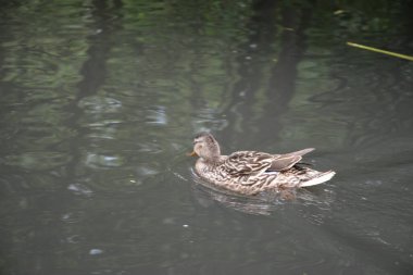 Bu büyüleyici görüntü, Almanya 'nın pitoresk bir bölgesi olan Lubbenau / Spreewald' ın dingin güzelliğini yansıtıyor. Fotoğrafta yemyeşil sularda salınan sakin bir kanal var. Geleneksel tekneler suyun üzerinde nazikçe yüzüyor. Yoğun orman