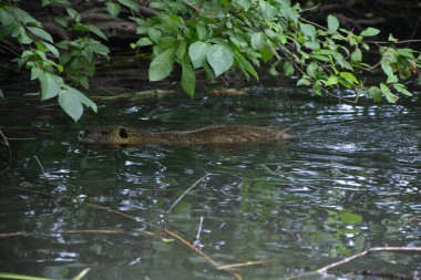 Bu büyüleyici görüntü, Almanya 'nın pitoresk bir bölgesi olan Lubbenau / Spreewald' ın dingin güzelliğini yansıtıyor. Fotoğrafta yemyeşil sularda salınan sakin bir kanal var. Geleneksel tekneler suyun üzerinde nazikçe yüzüyor. Yoğun orman