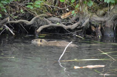 Bu büyüleyici görüntü, Almanya 'nın pitoresk bir bölgesi olan Lubbenau / Spreewald' ın dingin güzelliğini yansıtıyor. Fotoğrafta yemyeşil sularda salınan sakin bir kanal var. Geleneksel tekneler suyun üzerinde nazikçe yüzüyor. Yoğun orman