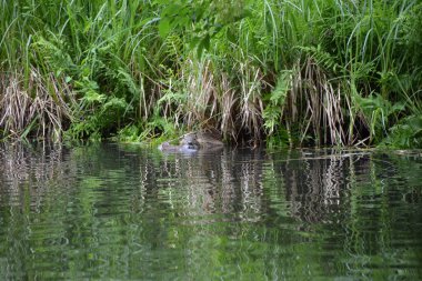 Bu büyüleyici görüntü, Almanya 'nın pitoresk bir bölgesi olan Lubbenau / Spreewald' ın dingin güzelliğini yansıtıyor. Fotoğrafta yemyeşil sularda salınan sakin bir kanal var. Geleneksel tekneler suyun üzerinde nazikçe yüzüyor. Yoğun orman