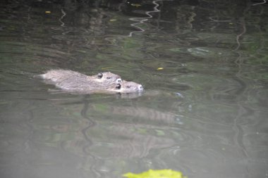 Bu büyüleyici görüntü, Almanya 'nın pitoresk bir bölgesi olan Lubbenau / Spreewald' ın dingin güzelliğini yansıtıyor. Fotoğrafta yemyeşil sularda salınan sakin bir kanal var. Geleneksel tekneler suyun üzerinde nazikçe yüzüyor. Yoğun orman