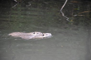 Bu büyüleyici görüntü, Almanya 'nın pitoresk bir bölgesi olan Lubbenau / Spreewald' ın dingin güzelliğini yansıtıyor. Fotoğrafta yemyeşil sularda salınan sakin bir kanal var. Geleneksel tekneler suyun üzerinde nazikçe yüzüyor. Yoğun orman