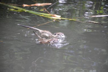 Bu büyüleyici görüntü, Almanya 'nın pitoresk bir bölgesi olan Lubbenau / Spreewald' ın dingin güzelliğini yansıtıyor. Fotoğrafta yemyeşil sularda salınan sakin bir kanal var. Geleneksel tekneler suyun üzerinde nazikçe yüzüyor. Yoğun orman