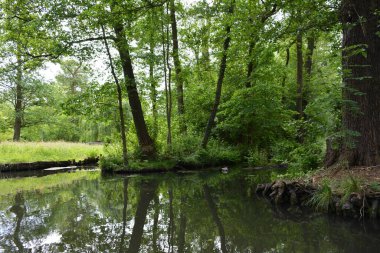 Bu büyüleyici görüntü, Almanya 'nın pitoresk bir bölgesi olan Lubbenau / Spreewald' ın dingin güzelliğini yansıtıyor. Fotoğrafta yemyeşil sularda salınan sakin bir kanal var. Geleneksel tekneler suyun üzerinde nazikçe yüzüyor. Yoğun orman