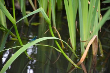 Bu büyüleyici görüntü, Almanya 'nın pitoresk bir bölgesi olan Lubbenau / Spreewald' ın dingin güzelliğini yansıtıyor. Fotoğrafta yemyeşil sularda salınan sakin bir kanal var. Geleneksel tekneler suyun üzerinde nazikçe yüzüyor. Yoğun orman