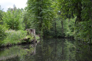 Bu büyüleyici görüntü, Almanya 'nın pitoresk bir bölgesi olan Lubbenau / Spreewald' ın dingin güzelliğini yansıtıyor. Fotoğrafta yemyeşil sularda salınan sakin bir kanal var. Geleneksel tekneler suyun üzerinde nazikçe yüzüyor. Yoğun orman