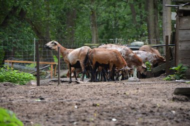 Bu büyüleyici görüntü, Almanya 'nın pitoresk bir bölgesi olan Lubbenau / Spreewald' ın dingin güzelliğini yansıtıyor. Fotoğrafta yemyeşil sularda salınan sakin bir kanal var. Geleneksel tekneler suyun üzerinde nazikçe yüzüyor. Yoğun orman
