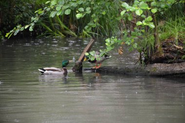 Bu büyüleyici görüntü, Almanya 'nın pitoresk bir bölgesi olan Lubbenau / Spreewald' ın dingin güzelliğini yansıtıyor. Fotoğrafta yemyeşil sularda salınan sakin bir kanal var. Geleneksel tekneler suyun üzerinde nazikçe yüzüyor. Yoğun orman