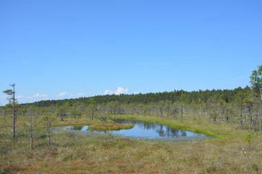 Ormandaki bataklık manzarası