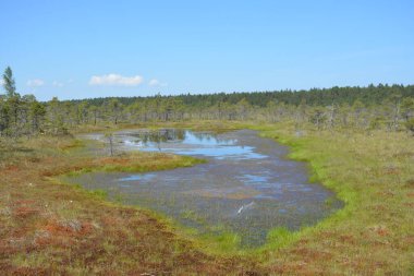 Bataklıkta bataklık