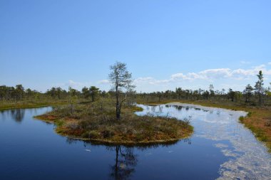 Sahildeki bataklık.