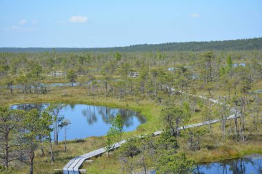 Kemeri National Park in Jurmala, Latvia, is a captivating destination known for its extensive wetlands and enchanting bog landscapes. The park features a network of well-maintained boardwalks that allow visitors to explore its unique ecosystem clipart