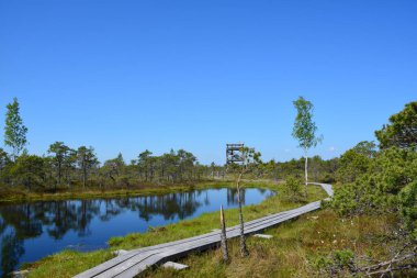 Kemeri National Park in Jurmala, Latvia, is a captivating destination known for its extensive wetlands and enchanting bog landscapes. The park features a network of well-maintained boardwalks that allow visitors to explore its unique ecosystem clipart