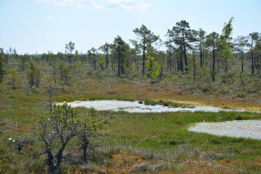 Letonya 'nın Jurmala kentindeki Kemeri Ulusal Parkı geniş sulak alanları ve büyüleyici bataklık manzaralarıyla bilinen büyüleyici bir yerdir. Park, ziyaretçilere eşsiz ekosistemini keşfetme olanağı sağlayan iyi korunmuş bir tahta kaldırım ağına sahip.