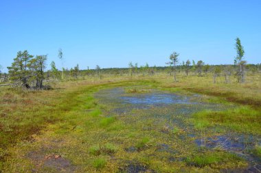 Letonya 'nın Jurmala kentindeki Kemeri Ulusal Parkı geniş sulak alanları ve büyüleyici bataklık manzaralarıyla bilinen büyüleyici bir yerdir. Park, ziyaretçilere eşsiz ekosistemini keşfetme olanağı sağlayan iyi korunmuş bir tahta kaldırım ağına sahip.