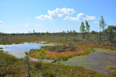 Letonya 'nın Jurmala kentindeki Kemeri Ulusal Parkı geniş sulak alanları ve büyüleyici bataklık manzaralarıyla bilinen büyüleyici bir yerdir. Park, ziyaretçilere eşsiz ekosistemini keşfetme olanağı sağlayan iyi korunmuş bir tahta kaldırım ağına sahip.