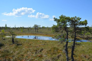 Letonya 'nın Jurmala kentindeki Kemeri Ulusal Parkı geniş sulak alanları ve büyüleyici bataklık manzaralarıyla bilinen büyüleyici bir yerdir. Park, ziyaretçilere eşsiz ekosistemini keşfetme olanağı sağlayan iyi korunmuş bir tahta kaldırım ağına sahip.