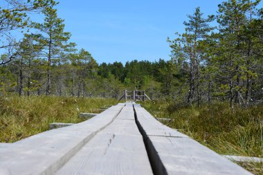 Kemeri National Park in Jurmala, Latvia, is a captivating destination known for its extensive wetlands and enchanting bog landscapes. The park features a network of well-maintained boardwalks that allow visitors to explore its unique ecosystem clipart