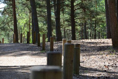 Kemeri National Park in Jurmala, Latvia, is a captivating destination known for its extensive wetlands and enchanting bog landscapes. The park features a network of well-maintained boardwalks that allow visitors to explore its unique ecosystem clipart