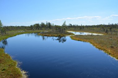 Florida 'daki ulusal parkta bataklık.