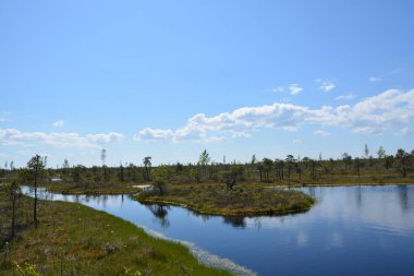 Ormandaki bataklık. Büyük bir bataklık bataklığı olan bataklık, büyük, kalın, kalın, kalın, bataklık, karanlık su