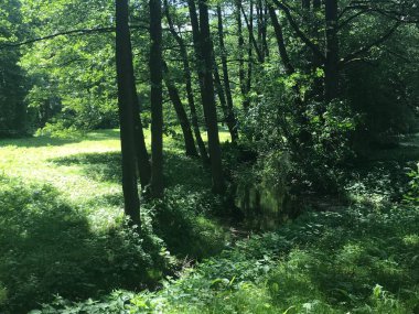 Parktaki yeşil orman