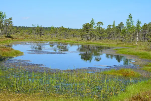 Letonya 'nın Jurmala kentindeki Kemeri Ulusal Parkı geniş sulak alanları ve büyüleyici bataklık manzaralarıyla bilinen büyüleyici bir yerdir. Park, ziyaretçilere eşsiz ekosistemini keşfetme olanağı sağlayan iyi korunmuş bir tahta kaldırım ağına sahip.