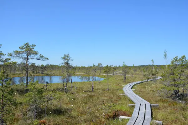 stock image Kemeri National Park in Jurmala, Latvia, is a captivating destination known for its extensive wetlands and enchanting bog landscapes. The park features a network of well-maintained boardwalks that allow visitors to explore its unique ecosystem