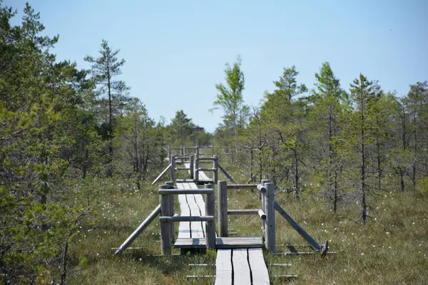 stock image Kemeri National Park in Jurmala, Latvia, is a captivating destination known for its extensive wetlands and enchanting bog landscapes. The park features a network of well-maintained boardwalks that allow visitors to explore its unique ecosystem