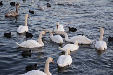 Stockholm 'de kış, şehri muhteşem bir harikalar diyarına çevirir. En büyüleyici manzaralardan biri de şehir merkezindeki buzlu sularda zarif bir şekilde süzülen kuğulardır.