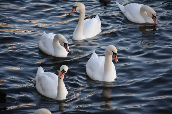 stock image Winter in Stockholm transforms the city into a picturesque wonderland, and one of the most enchanting sights is the swans gracefully gliding on the icy waters in the city center