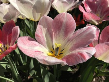 Moskova Devlet Üniversitesi Apothecary Garden (MSU), Büyük Peter 'ın Moskova Botanik Bahçesi olarak da bilinir. 1706 yılında Büyük Peter tarafından kurulan bahçe, Rusya 'nın en eski botanik bahçesidir. Yerleştirilmiş nea