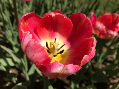Moskova Devlet Üniversitesi Apothecary Garden (MSU), Büyük Peter 'ın Moskova Botanik Bahçesi olarak da bilinir. 1706 yılında Büyük Peter tarafından kurulan bahçe, Rusya 'nın en eski botanik bahçesidir. Yerleştirilmiş nea