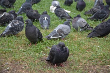 Moskova 'da bir yürüyüş, tarih, kültür ve modernliğin büyüleyici bir karışımını sunar. Kızıl Meydan 'dan başlayın, şehrin kalbi, St. gibi ikonik simgeleri takdir edebileceğiniz bir yer. Basil 'in Katedrali, Kremlin ve Lenin' in Mozolesi. Yol boyunca dolaş.