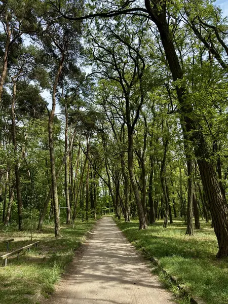 Strykowo Plaa, Büyük Polonya bölgesinde Stszew yakınlarında bulunan gizli bir mücevherdir.. 