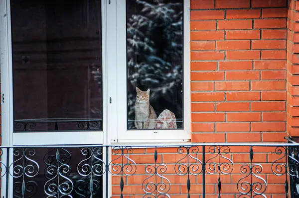 Meraklı bir kedi bir balkonda oturuyor, dikkatle pencereden dışarı bakıyor ve dışarıdaki dünyayı izliyor.