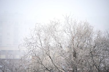 Yumuşak beyaz karla kaplanmış muhteşem bir ağaç, arka planda görünen bir binayla gururla duruyor, sakin bir kış manzarası yaratıyor.