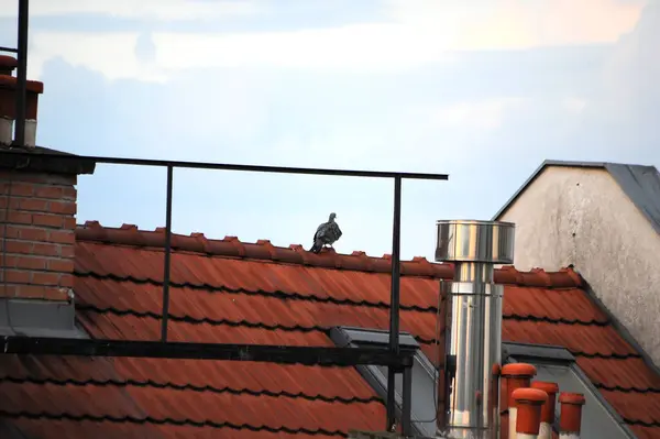 Yalnız bir güvercin sakince bacanın yanındaki yüksek bir çatıya tünemiş, gökyüzünün arka planına karşı sakin bir sahne yaratıyor.