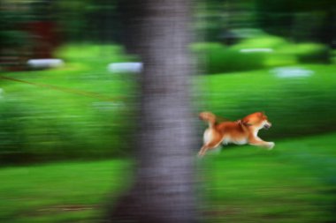 Canlı bir köpek canlı yeşil bir arazide heyecan içinde koşar, özgürlüğün ve sevincin gerçek özünü yakalar.