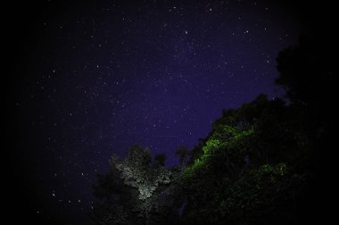 Görkemli bir gece gökyüzünün nefes kesici manzarası, yoğun bir şekilde yemyeşil yaprakların üzerinde sayısız yıldızla dolu.